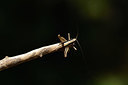 BUITEN BEELD Foto: 385458