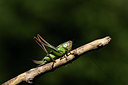 BUITEN BEELD Foto: 385459
