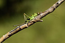 BUITEN BEELD Foto: 385464