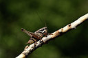 BUITEN BEELD Foto: 385468