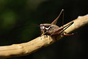 BUITEN BEELD Foto: 385470