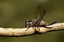 BUITEN BEELD Foto: 385472