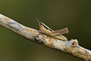 BUITEN BEELD Foto: 385519