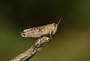 BUITEN BEELD Foto: 385528