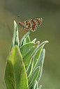 BUITEN BEELD Foto: 385541