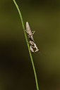 BUITEN BEELD Foto: 385542