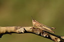 BUITEN BEELD Foto: 385558