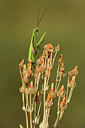BUITEN BEELD Foto: 385567