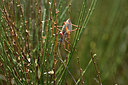 BUITEN BEELD Foto: 385578