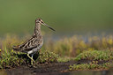 BUITEN BEELD Foto: 385635