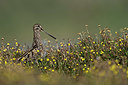 BUITEN BEELD Foto: 385636