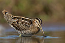BUITEN BEELD Foto: 385637