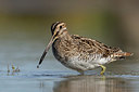 BUITEN BEELD Foto: 385638