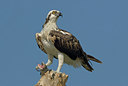 BUITEN BEELD Foto: 38048
