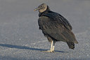 BUITEN BEELD Foto: 38049