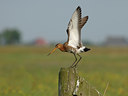 BUITEN BEELD Foto: 38054