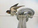 BUITEN BEELD Foto: 38074
