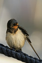 BUITEN BEELD Foto: 38102