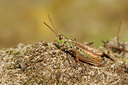 BUITEN BEELD Foto: 38173