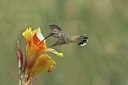 BUITEN BEELD Foto: 38174