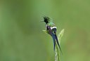 BUITEN BEELD Foto: 38181