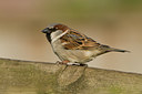 BUITEN BEELD Foto: 38218