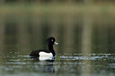 BUITEN BEELD Foto: 38223