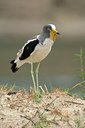 BUITEN BEELD Foto: 38238
