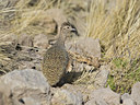 BUITEN BEELD Foto: 38267