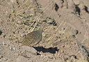 BUITEN BEELD Foto: 38268