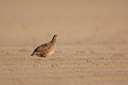 BUITEN BEELD Foto: 38288