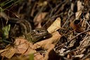 BUITEN BEELD Foto: 38353