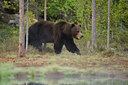 BUITEN BEELD Foto: 38385