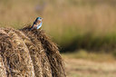 BUITEN BEELD Foto: 38409