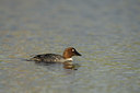 BUITEN BEELD Foto: 38417
