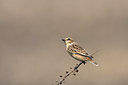 BUITEN BEELD Foto: 38421