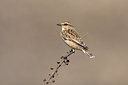 BUITEN BEELD Foto: 38422