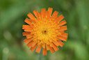 BUITEN BEELD Foto: 38425
