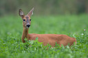 BUITEN BEELD Foto: 38441