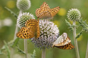 BUITEN BEELD Foto: 38461