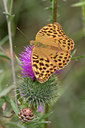 BUITEN BEELD Foto: 38463