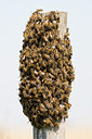 BUITEN BEELD Foto: 38471