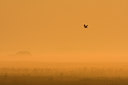 BUITEN BEELD Foto: 38481