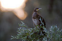 BUITEN BEELD Foto: 38548
