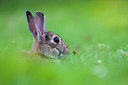 BUITEN BEELD Foto: 38551