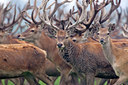 BUITEN BEELD Foto: 38563
