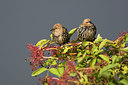 BUITEN BEELD Foto: 38579