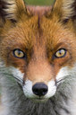 BUITEN BEELD Foto: 38580