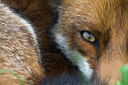 BUITEN BEELD Foto: 38583