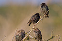 BUITEN BEELD Foto: 38584